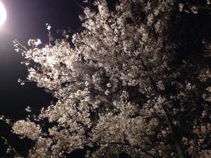 子供鉅人×インセクツの恒例のお花見大会☆