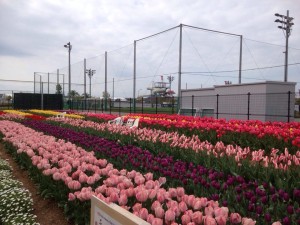 「チューリップ祭」とってもよーい！＠六甲アイランド