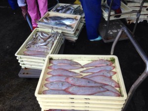 プロジェクトの視察で淡路島へ