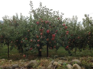 長野県須坂市で見つけたもの