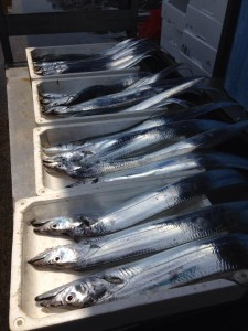 プロジェクトの視察で淡路島へ