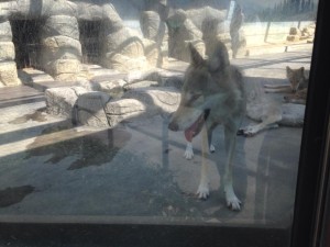 来年、100周年を迎える天王寺動物園にて想う