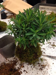 アートエリアＢ１「アパートメントワンワンワン」で苔玉づくり♪