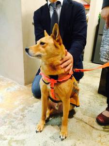 Give&gift：補助犬を受け入れる準備がゆっくりと進んでいます！