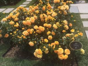  Give&gift：中之島公園へピクニックに行ってきました！