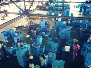 泉佐野漁港は今日も活気がある！