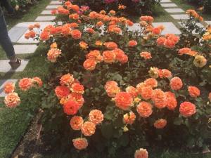  Give&gift：中之島公園へピクニックに行ってきました！