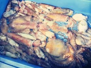 泉佐野漁港は今日も活気がある！