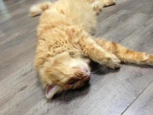 ネコ社長、伸びーる