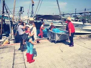 泉佐野漁港は今日も活気がある！