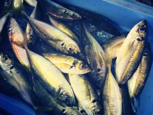 泉佐野漁港は今日も活気がある！