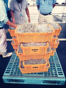 ＳＵＩ取材、今回のテーマはシラスです★