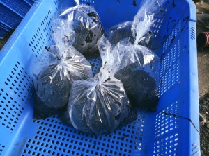 ＳＵＩの撮影で阪南市へ