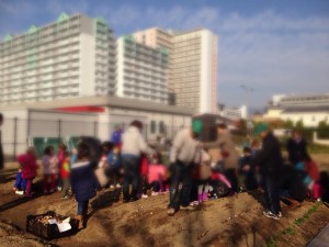 チューリップの球根を植えておりますぞー！＠六甲アイランド