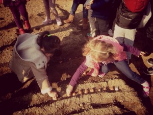 チューリップの球根を植えておりますぞー！＠六甲アイランド