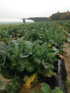 丹波篠山の農場を再訪