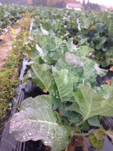 丹波篠山の農場を再訪