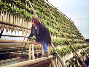 Umekikiチーム、今度は宮崎に上陸中！