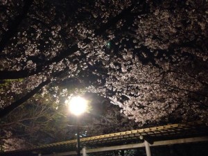 子供鉅人×インセクツの恒例のお花見大会☆