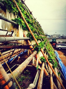 Umekikiチーム、今度は宮崎に上陸中！