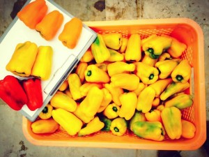 Umekikiチーム、今度は宮崎に上陸中！