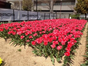 オープンカフェをします♪@第13回チューリップ祭