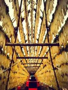 Umekikiチーム、今度は宮崎に上陸中！