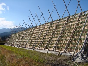 今週の土日はUmekiki春のおいしい食祭へ★@グランフロント大阪