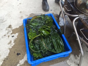 ＳＵＩでの漁港取材で泉南市の岡田浦漁港へ