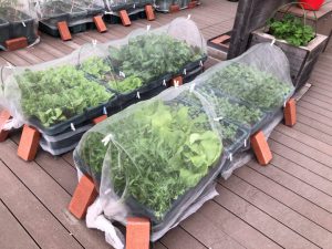 あべのハルカスファームさんから、お野菜の寄付が!!