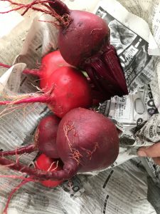 市内のイタリア野菜を卸につなげる!