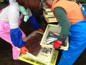 【2014.09.07(日) 9:00〜19:00 生産地ツアー 淡路島・由良港で漁業を親子でmekiki!】