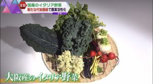 大阪市産のイタリア野菜が、テレビデビュー!