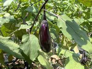 J:COMさんとコラボ!大阪市での農業体験イベントがスタート!