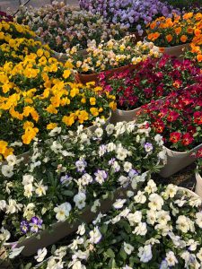 大阪市市内の花農家さんの新たなチャレンジ、計画中!