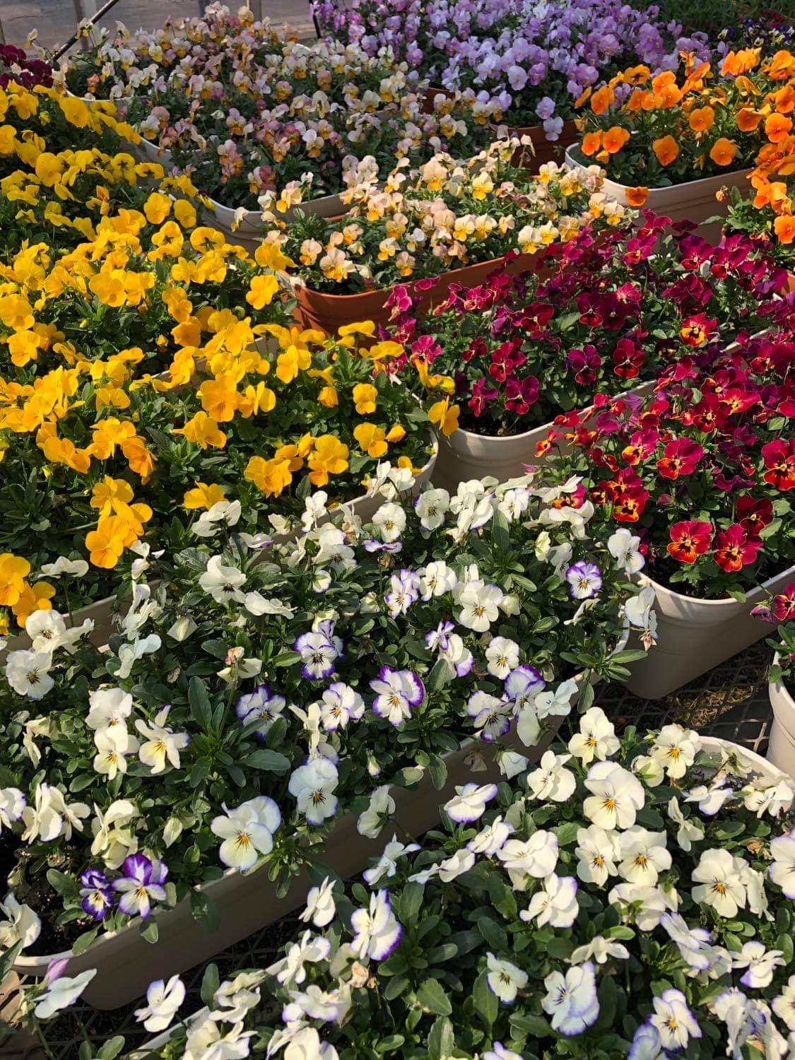 大阪市市内の花農家さんの新たなチャレンジ、計画中！