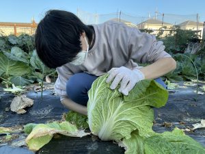 大阪芸大「ソーシャルデザイン」で、大阪市内の農業体験!